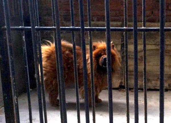Trung Quốc: Vườn bách thú 'biến' chó thành sư tử
